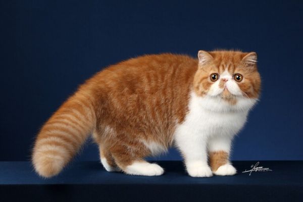 加菲猫泪痕很重怎么处理?附去除猫咪泪痕小妙招