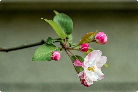 懷孕初期經(jīng)常腿麻怎么回事？腿麻應(yīng)該怎么辦？
