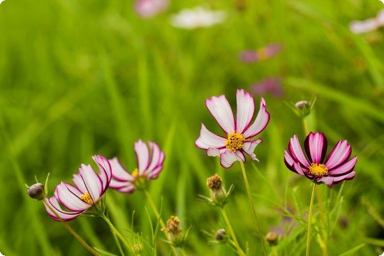 一周雞蛋瘦身餐15天必暴瘦18斤