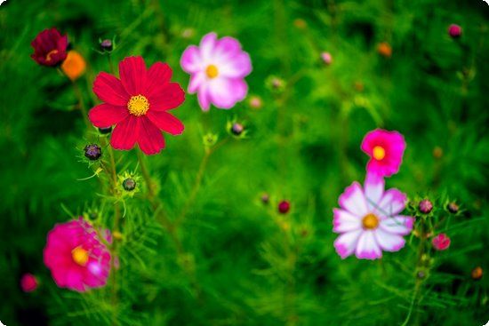 一周雞蛋瘦身餐15天必暴瘦18斤