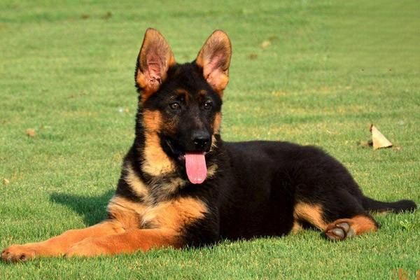 弓背犬是德國牧羊犬嗎