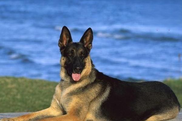 弓背犬是德國牧羊犬嗎