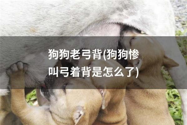 狗狗老弓背(狗狗慘叫弓著背是怎么了)