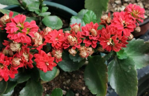 長壽花不開花怎么辦？長壽花催花方法