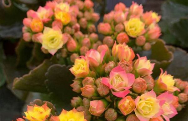 長壽花不開花怎么辦？長壽花催花方法