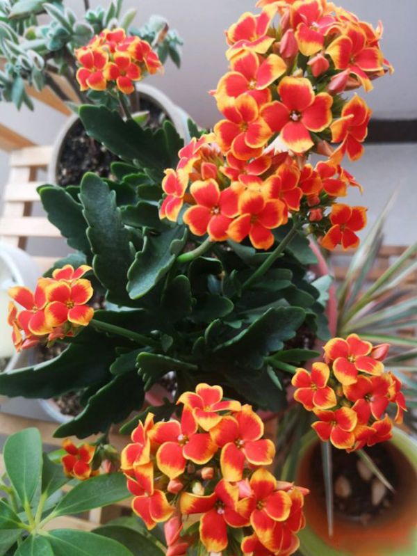 長壽花不開花怎么辦？長壽花催花方法