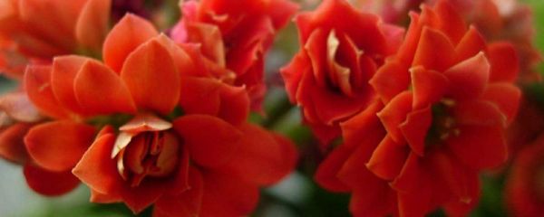 長壽花如何養(yǎng)，怎么才能爆盆？