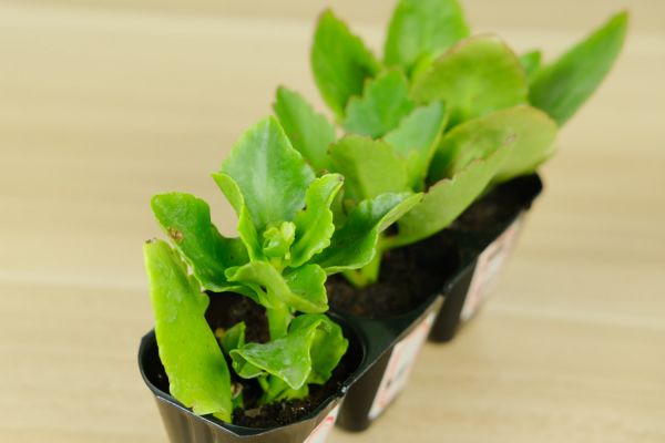 長(zhǎng)壽花