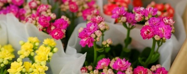 長(zhǎng)壽花凍了怎么辦，冬季的養(yǎng)護(hù)方法是什么