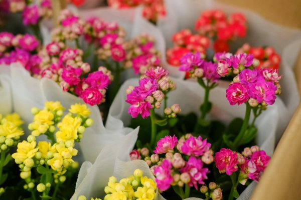 長壽花
