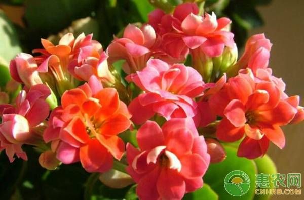 長壽花長期不長是哪些原因造成的？-圖片版權歸惠農(nóng)網(wǎng)所有