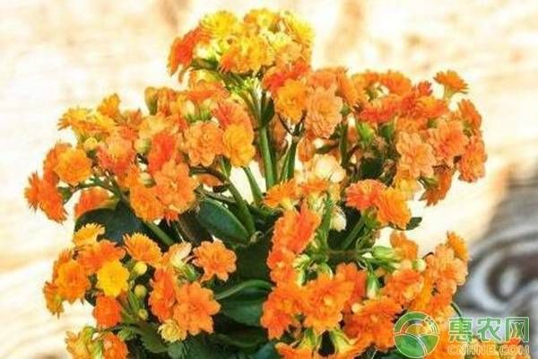 長壽花長期不長是哪些原因造成的？-圖片版權歸惠農(nóng)網(wǎng)所有