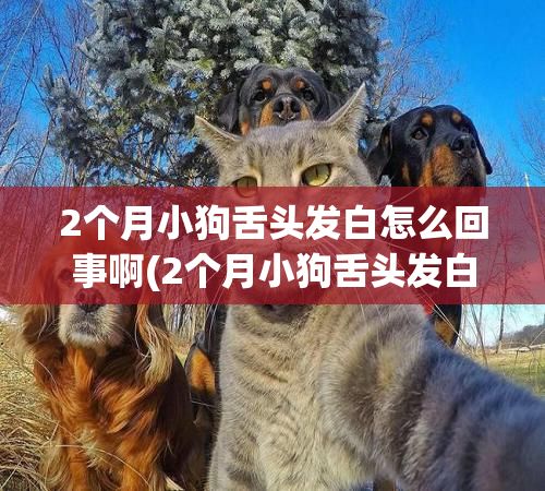 2个月小狗舌头发白怎么回事啊(2个月小狗舌头发白怎么回事啊视频)