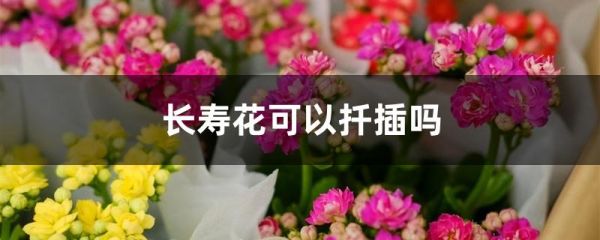 長壽花可以扦插嗎