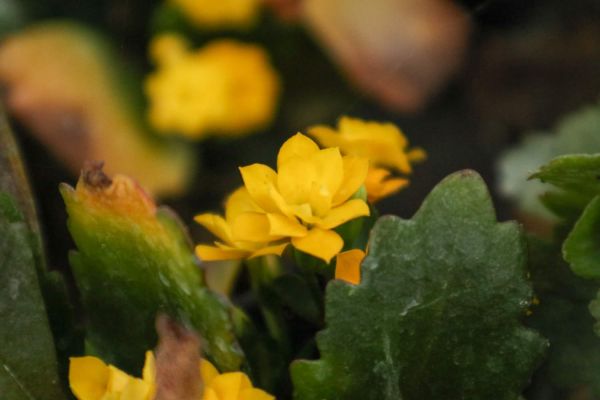長壽花