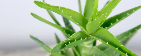 蘆薈葉子長(zhǎng)黑點(diǎn)怎么辦，怎么回事