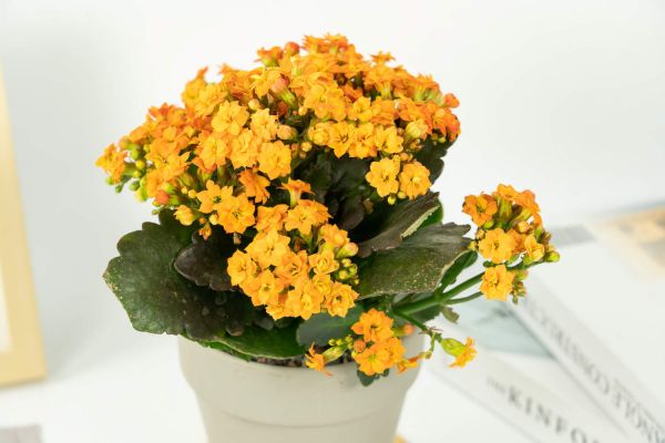 長壽花