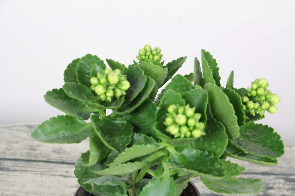 長壽花