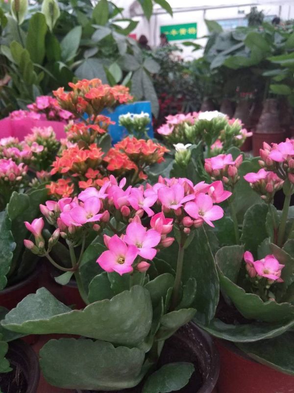長壽花