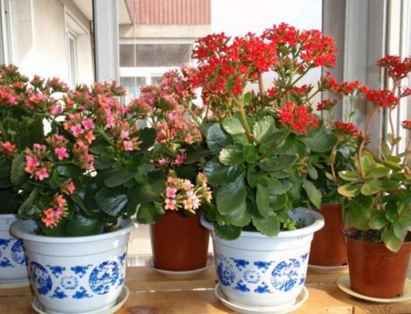 入秋后長壽花瘦了怎么辦？3種原因最靠譜，弄清楚越養(yǎng)越壯
