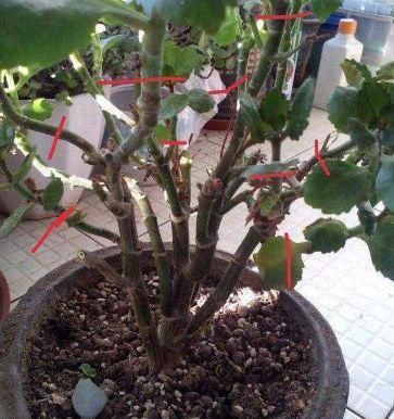 花敗后的長(zhǎng)壽花“瘦弱沒(méi)精神”，先做做這3步，還能再開(kāi)一茬！