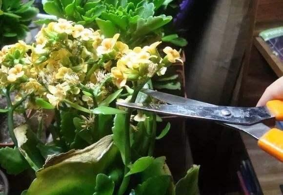 花敗后的長(zhǎng)壽花“瘦弱沒(méi)精神”，先做做這3步，還能再開(kāi)一茬！