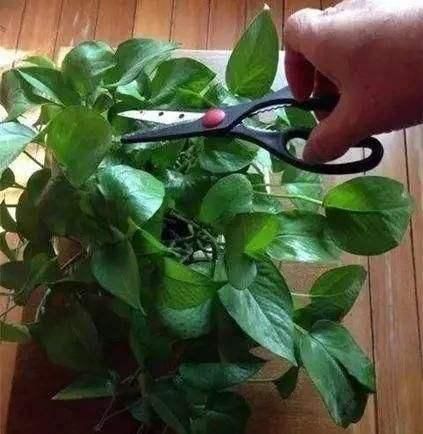 花敗后的長(zhǎng)壽花“瘦弱沒(méi)精神”，先做做這3步，還能再開(kāi)一茬！