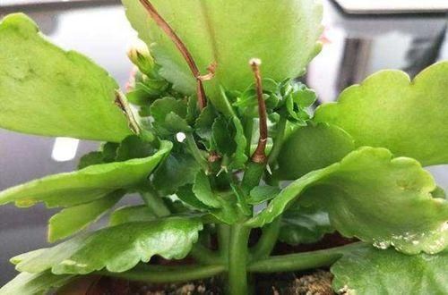 花敗后的長(zhǎng)壽花“瘦弱沒(méi)精神”，先做做這3步，還能再開(kāi)一茬！