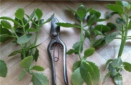 花敗后的長(zhǎng)壽花“瘦弱沒(méi)精神”，先做做這3步，還能再開(kāi)一茬！