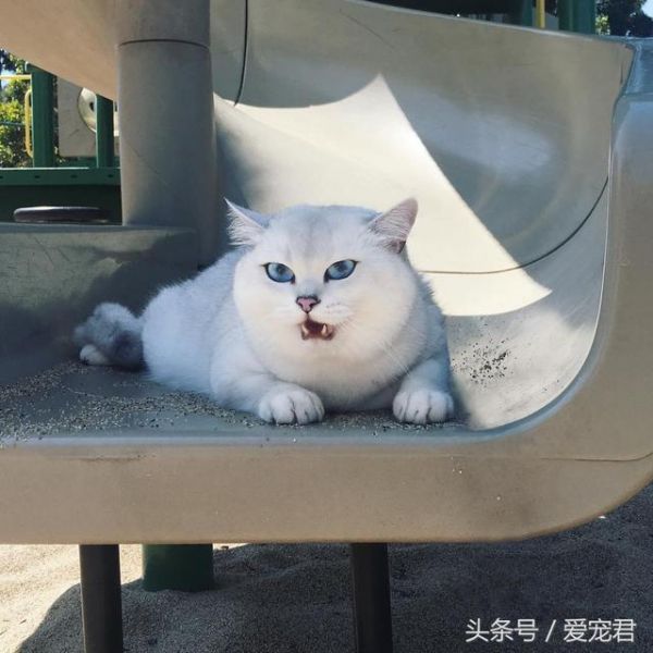 为何猫咪吃不胖，家中猫咪日渐消瘦可能原因有哪些？