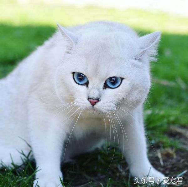 为何猫咪吃不胖，家中猫咪日渐消瘦可能原因有哪些？