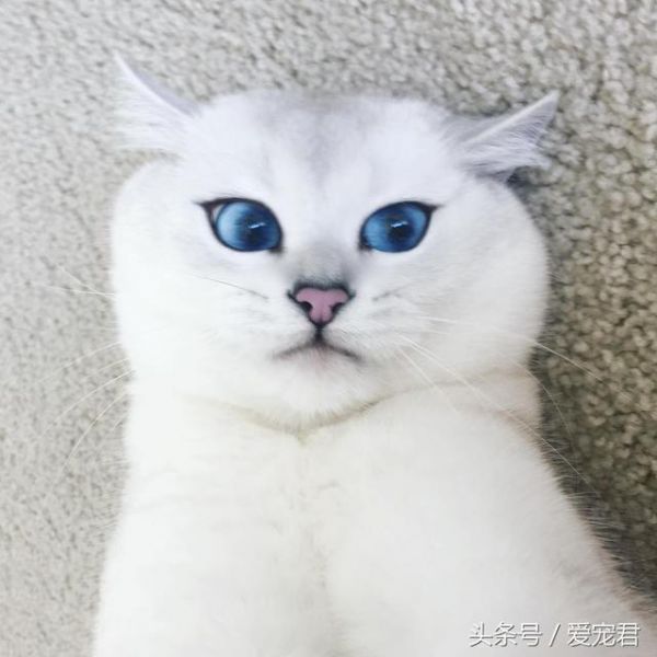 为何猫咪吃不胖，家中猫咪日渐消瘦可能原因有哪些？