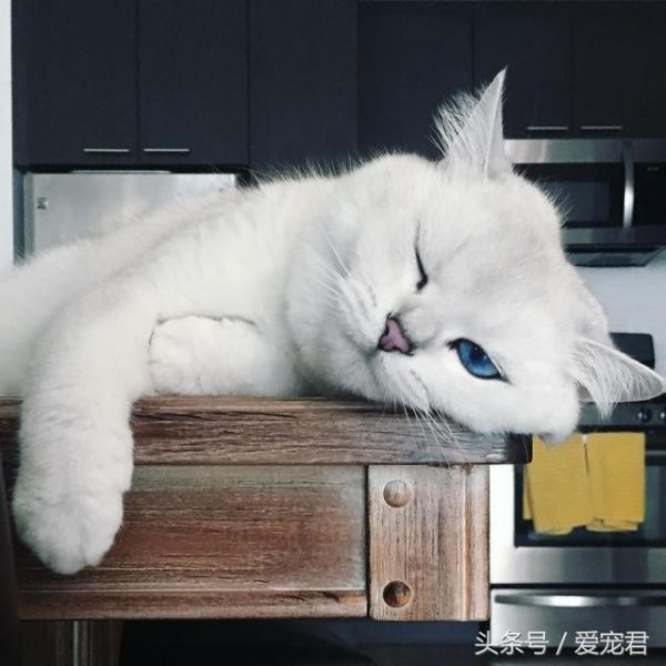为何猫咪吃不胖，家中猫咪日渐消瘦可能原因有哪些？