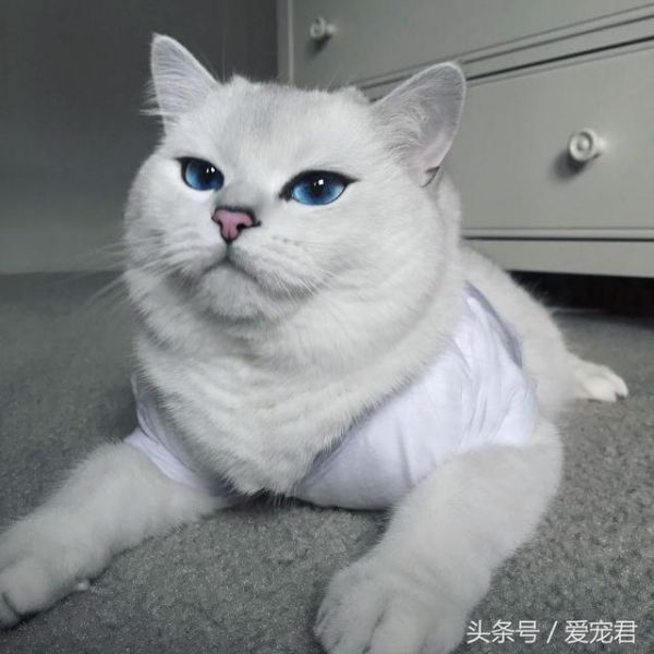 为何猫咪吃不胖，家中猫咪日渐消瘦可能原因有哪些？