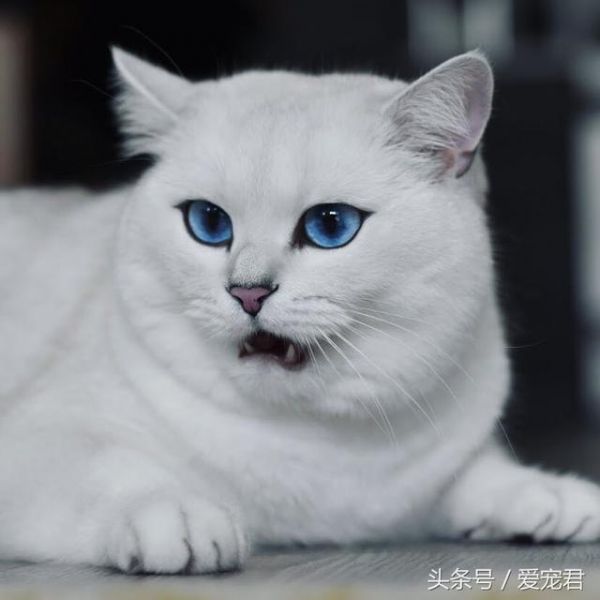 为何猫咪吃不胖，家中猫咪日渐消瘦可能原因有哪些？