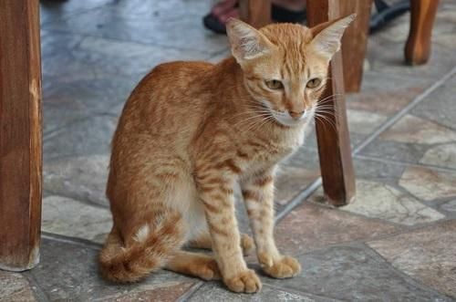 猫爆瘦无力不吃东西，猫咪短时间暴瘦不爱吃