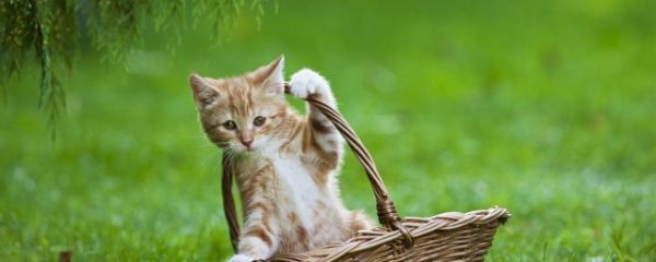 母猫闹猫怎么办 母猫闹猫什么症状