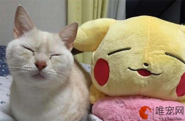 母猫闹猫要闹几天怎么缓解 要不要绝育