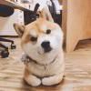 頭像