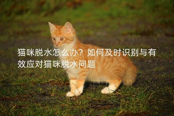 猫咪脱水怎么办？如何及时识别与有效应对猫咪脱水问题