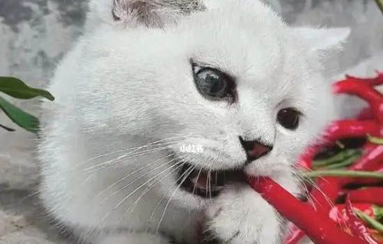 貓咪暴瘦沒精神，需要及時(shí)處理