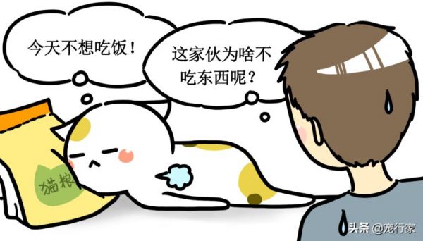 一只貓不吃東西到底能堅持多久？出現(xiàn)“禁食”行為時需格外警惕