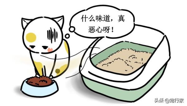 一只貓不吃東西到底能堅持多久？出現(xiàn)“禁食”行為時需格外警惕
