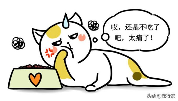 一只貓不吃東西到底能堅持多久？出現(xiàn)“禁食”行為時需格外警惕