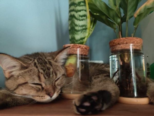 放假出游家里猫狗宠物怎么办？了解一下宠物寄养服务