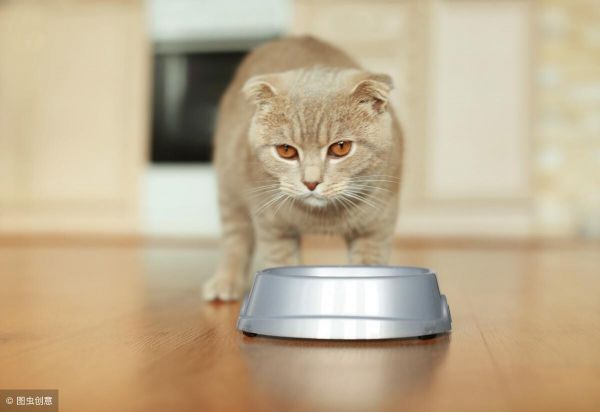 家里貓總帶野貓回家怎么辦？正確驅(qū)趕野貓的方法