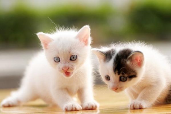 过年回家猫怎么办？过来人经验，完美解决出行后猫咪安置问题