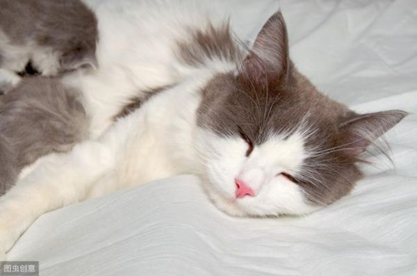 过年回家猫怎么办？过来人经验，完美解决出行后猫咪安置问题