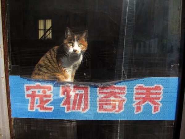 过年回家猫怎么办？过来人经验，完美解决出行后猫咪安置问题