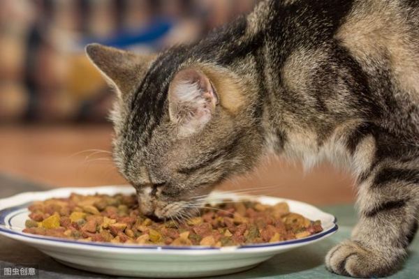 过年回家猫怎么办？过来人经验，完美解决出行后猫咪安置问题